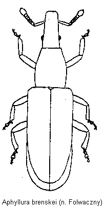 aphyllura_brenskei_hab.gif