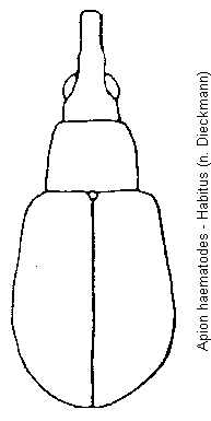 apion_haematodes_hab.gif
