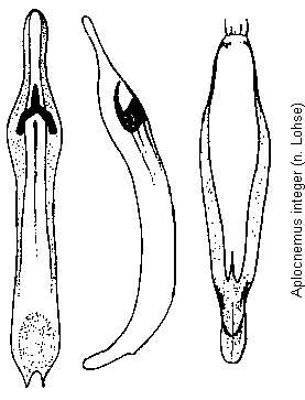 aplocnemus_integer.gif