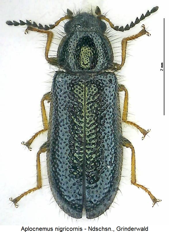 aplocnemus_nigricornis_hab.jpg