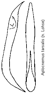 aplocnemus_tarsalis.gif