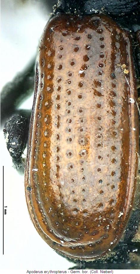 apoderus_erythropterus_fld.jpg