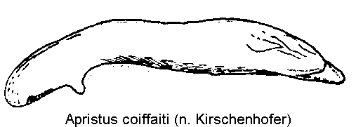 apristus_coiffaiti.gif