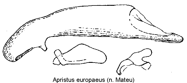 apristus_europaeus2.gif