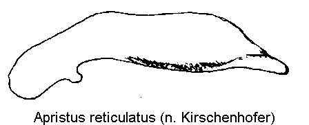 apristus_reticulatus.gif