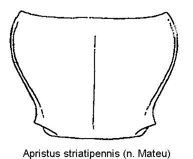 apristus_striatipennis_hsch.gif