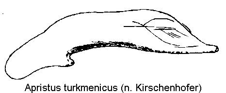 apristus_turkmenicus.gif