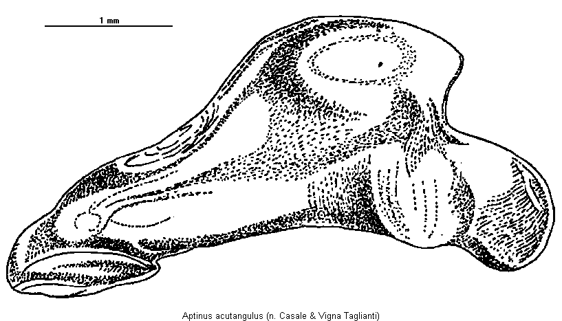 aptinus_acutangulus.gif