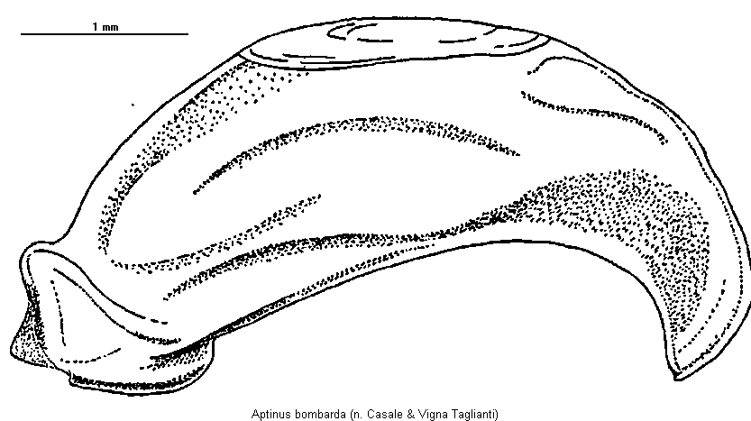 aptinus_bombarda.gif