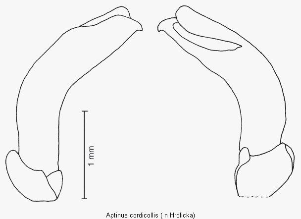 aptinus_cordicollis.gif