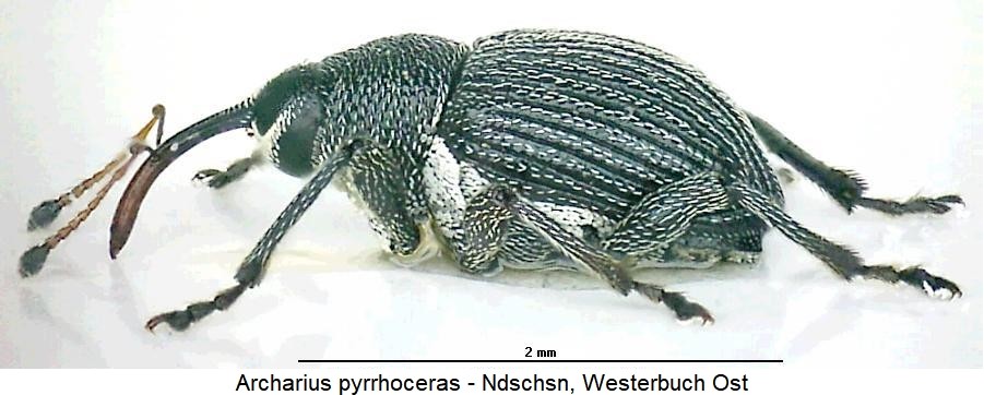 archarius_pyrrhoceras_sa.jpg