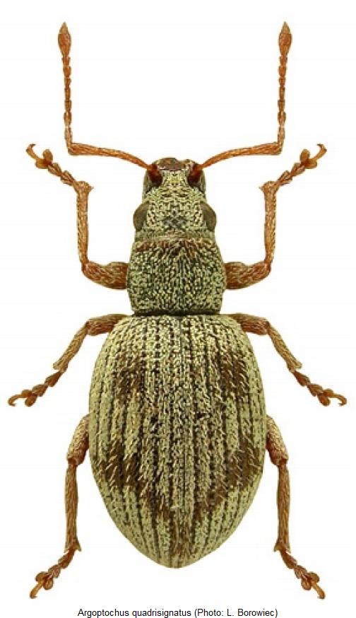 argoptochus_quadrisignatus_hab.jpg