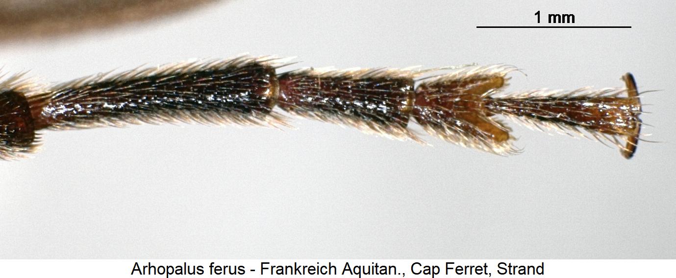 arhopalus_ferus_htr.jpg