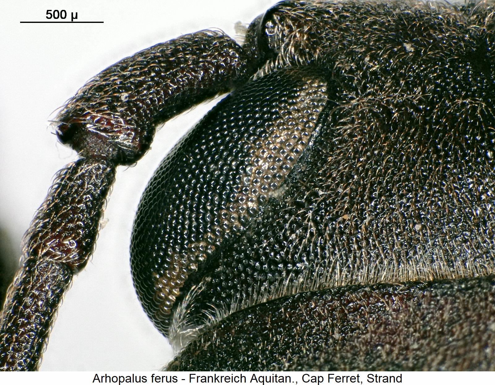 arhopalus_ferus_k.jpg