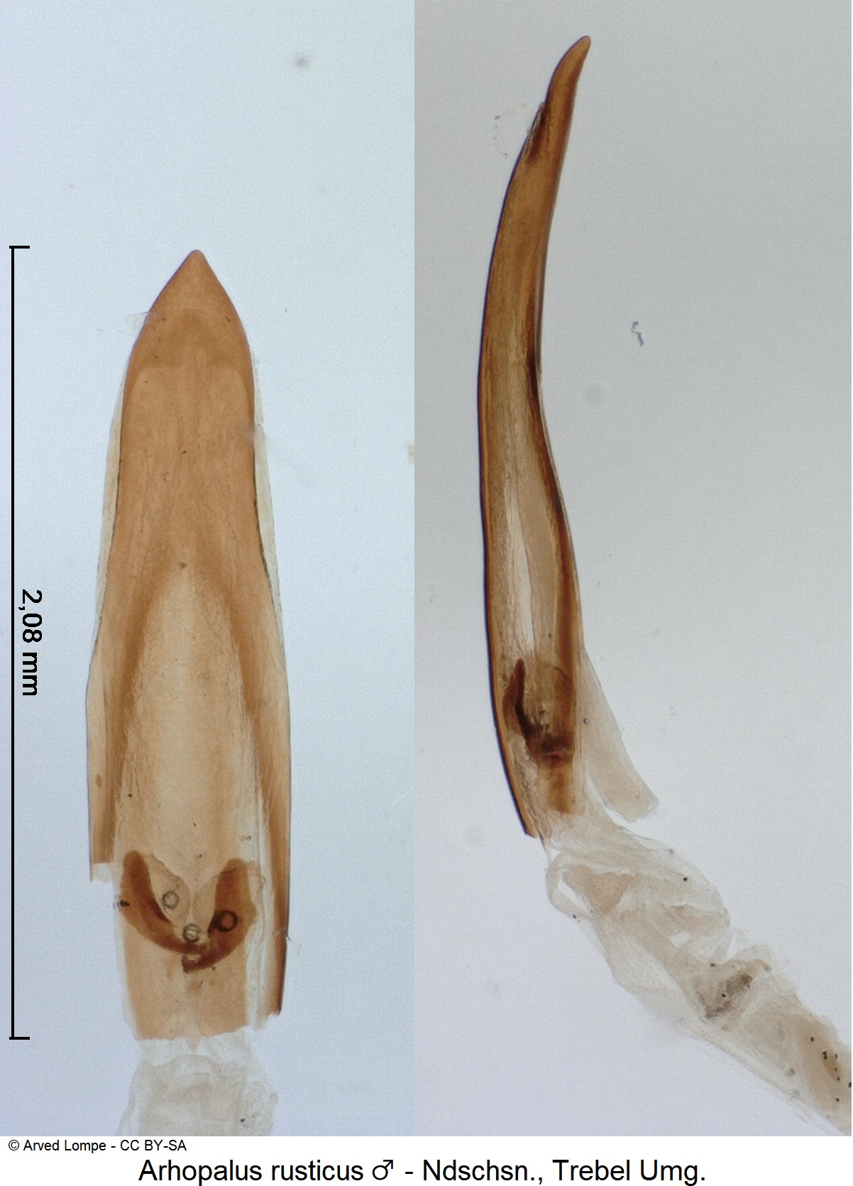 arhopalus_rusticus_m_ck10820.jpg