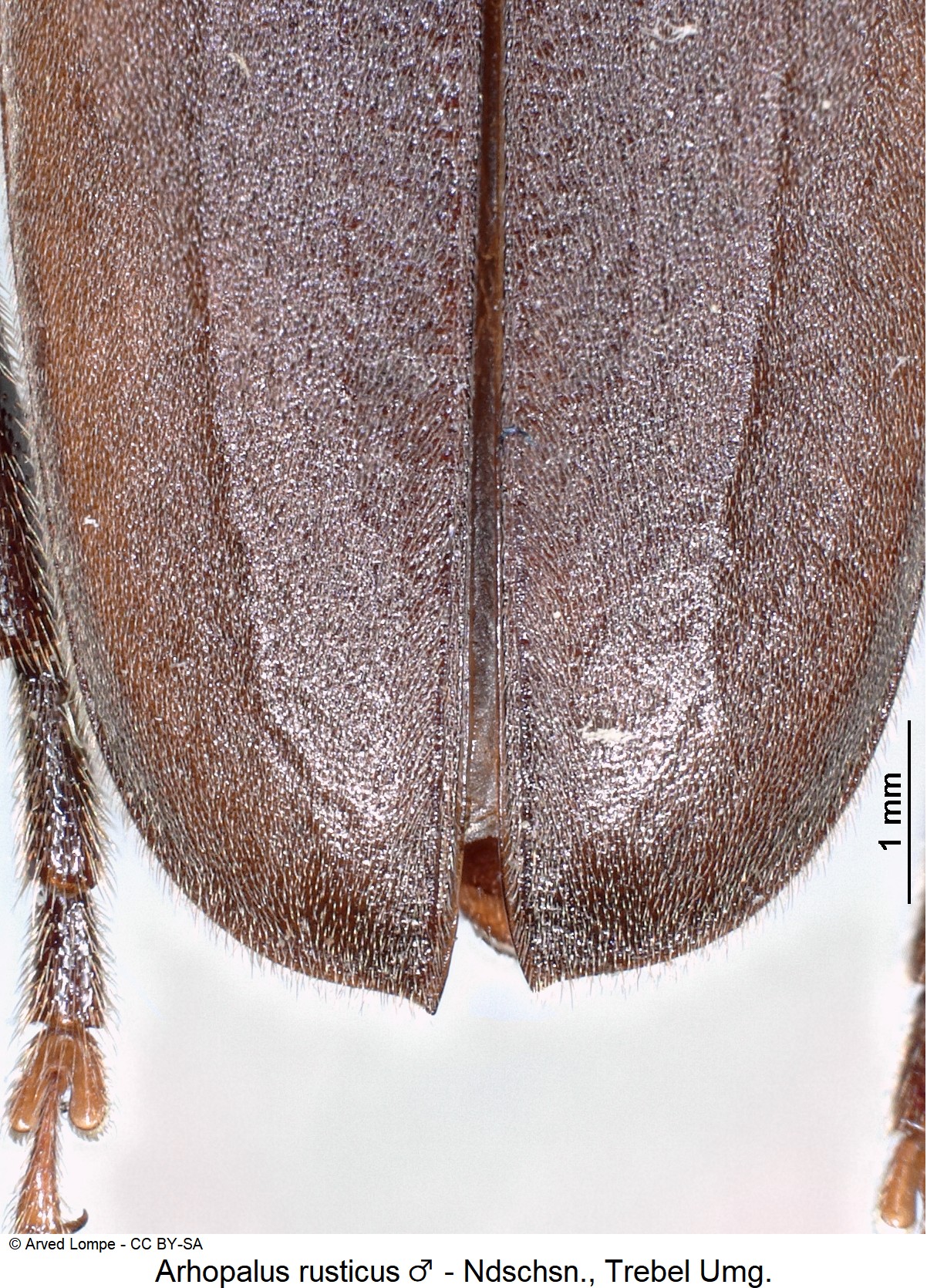 arhopalus_rusticus_m_ck10820_fld.jpg