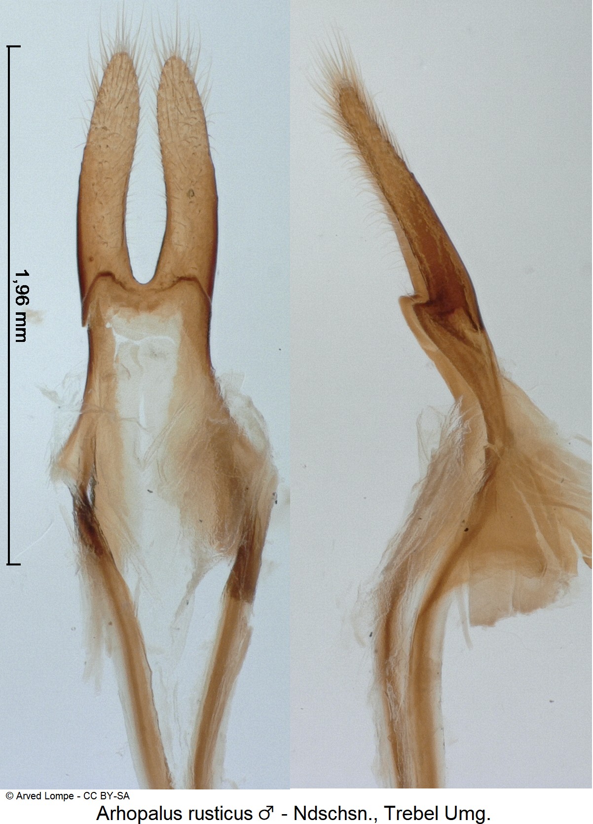 arhopalus_rusticus_m_ck10820_pm.jpg