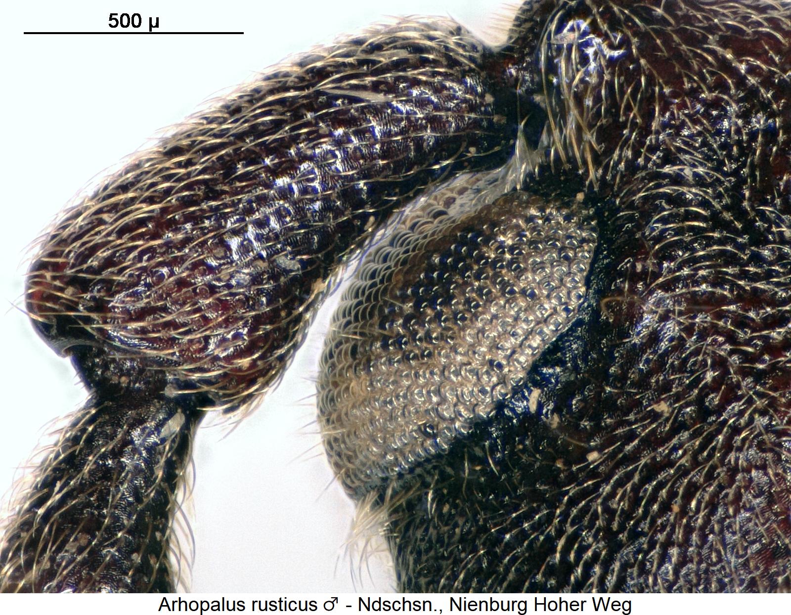 arhopalus_rusticus_m_k.jpg