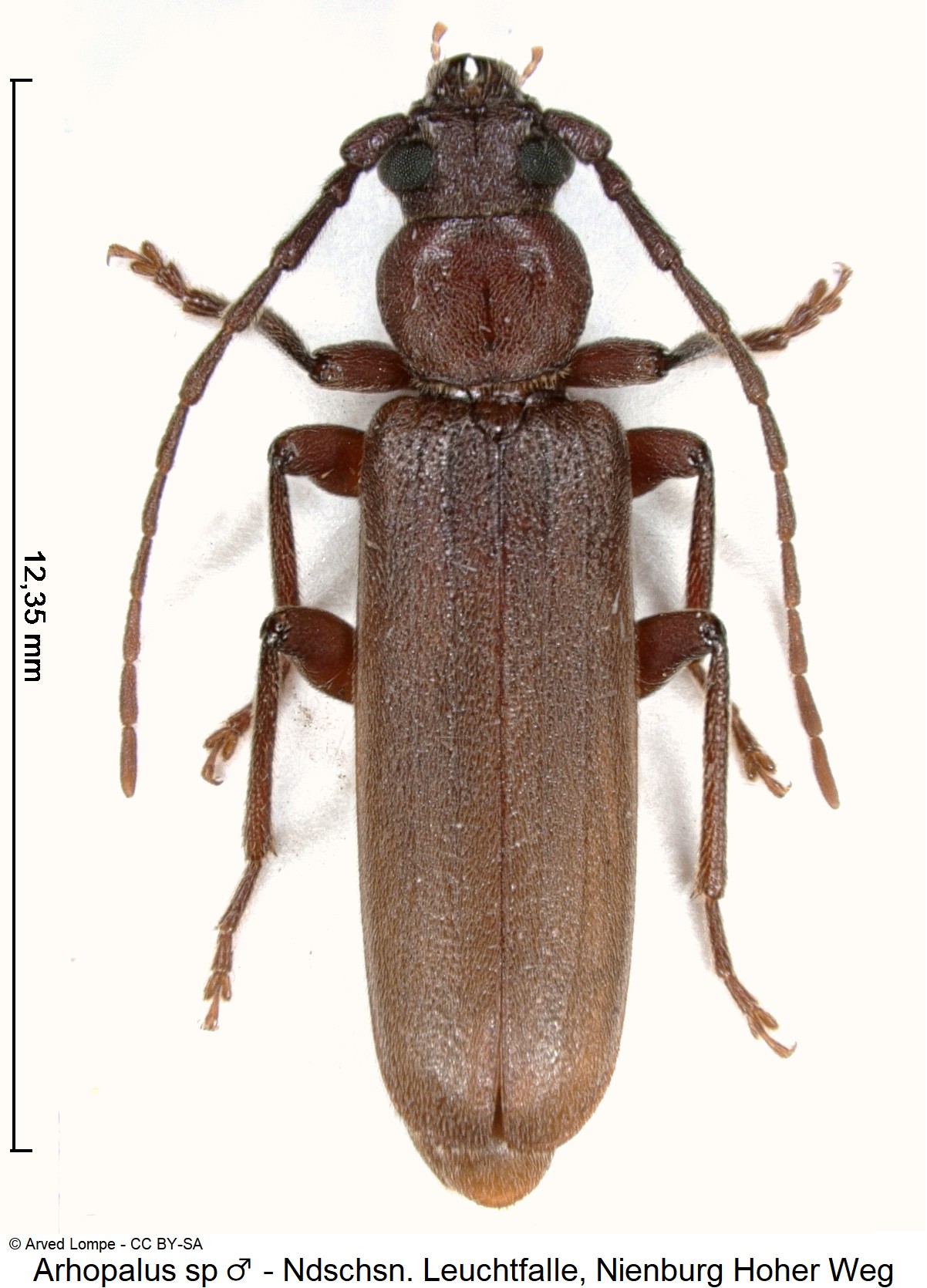 arhopalus_sp_m_ck36667409_hab.jpg