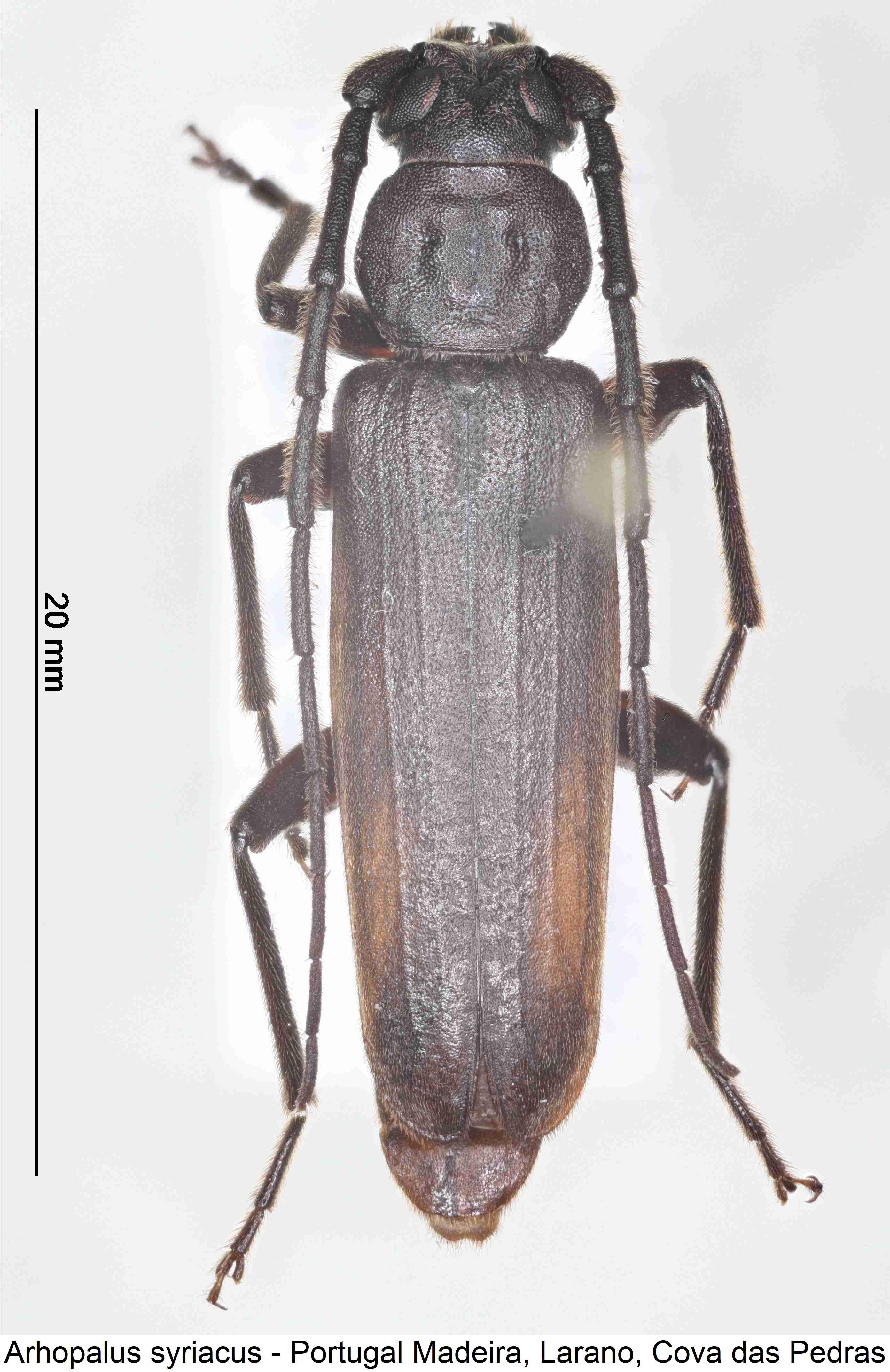 arhopalus_syriacus_hab.jpg