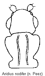 aridius_nodifer_vk.gif