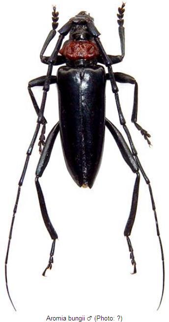 aromia_bungii_hab.jpg