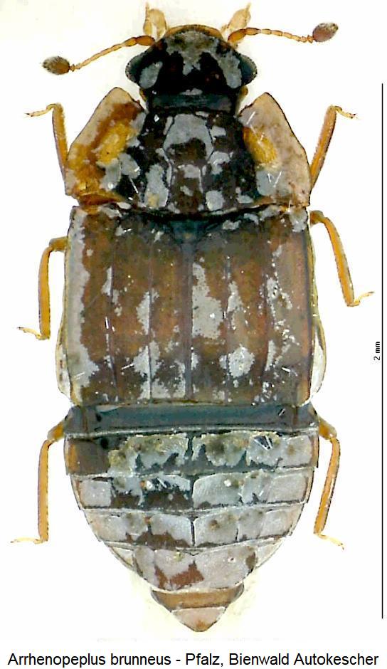 arrhenopeplus_brunneus_hab.jpg