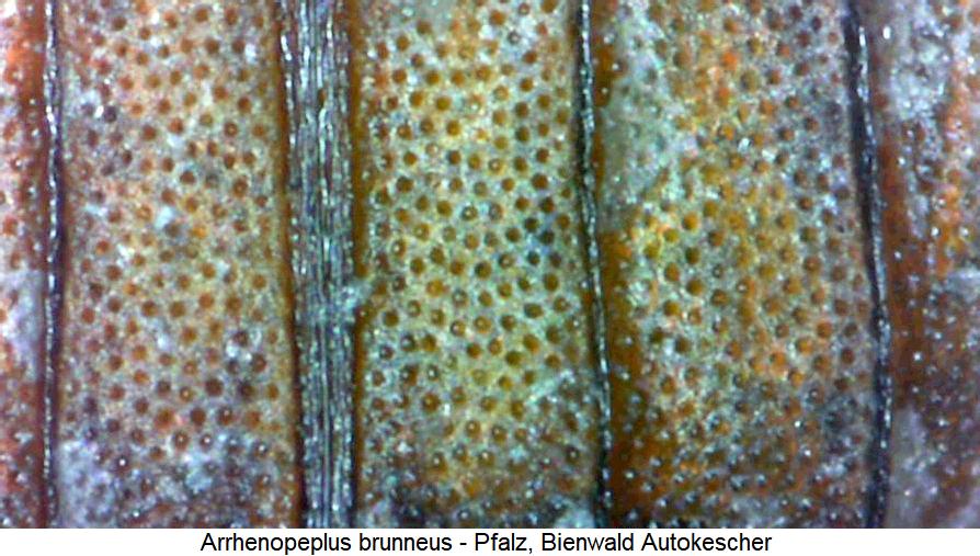 arrhenopeplus_brunneus_ms.jpg