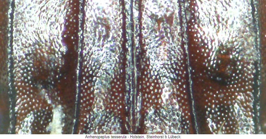 arrhenopeplus_tesserula_ms.jpg