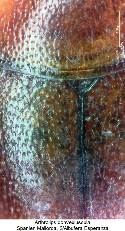 arthrolips_convexiuscula_fld.jpg
