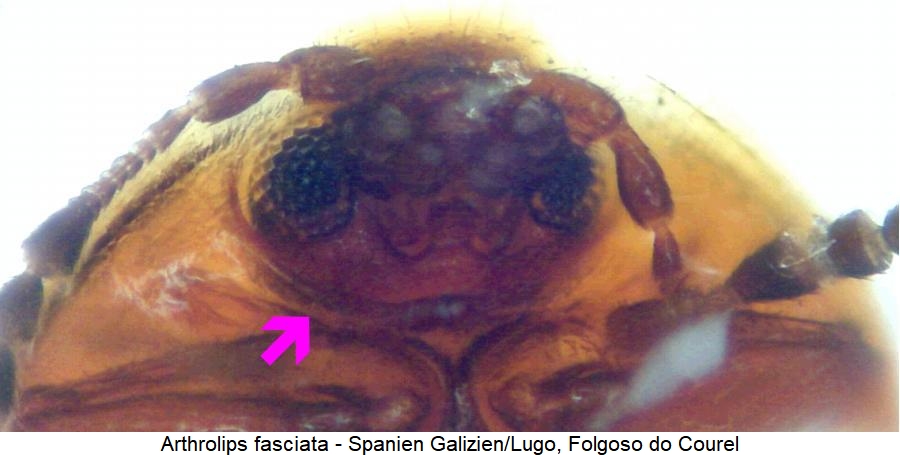 arthrolips_fasciata_vbr2.jpg