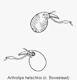 arthrolips_hetschkoi_sperm.gif