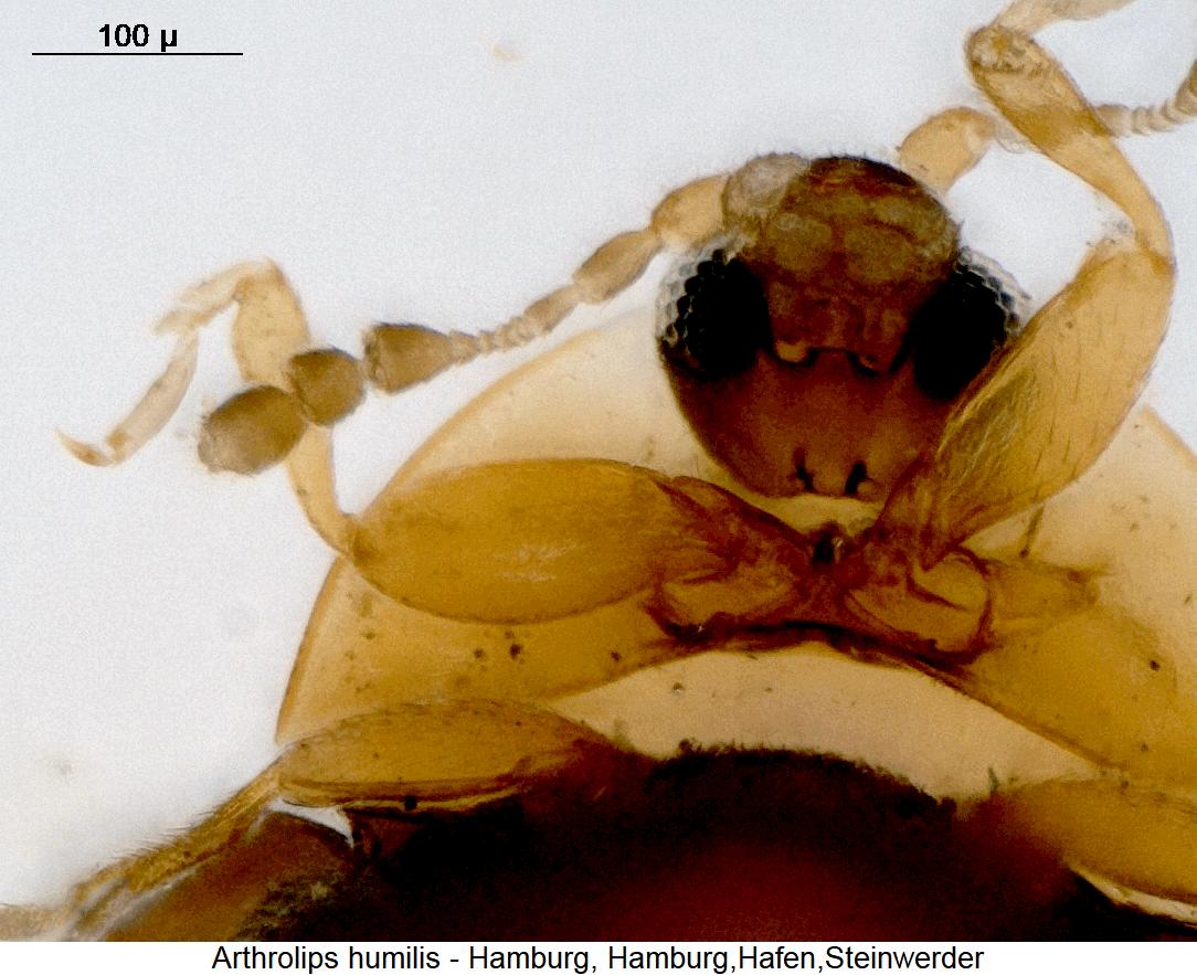 arthrolips_humilis_us.jpg