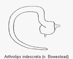 arthrolips_indescreta_sperm.gif