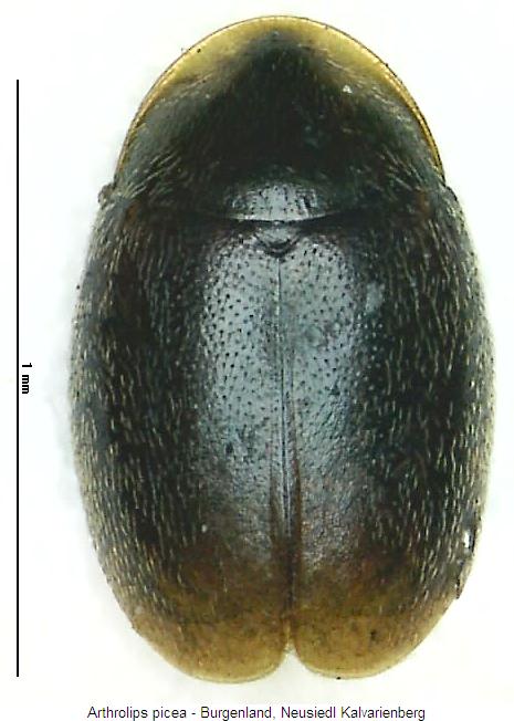 arthrolips_picea_hab.jpg