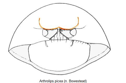 arthrolips_picea_vbr.jpg