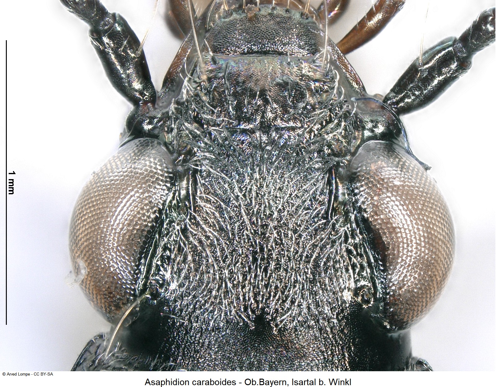asaphidion_caraboides_ck1027_k.jpg