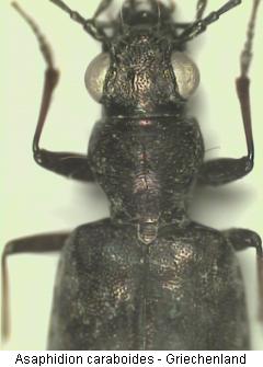 asaphidion_caraboides_vk.jpg