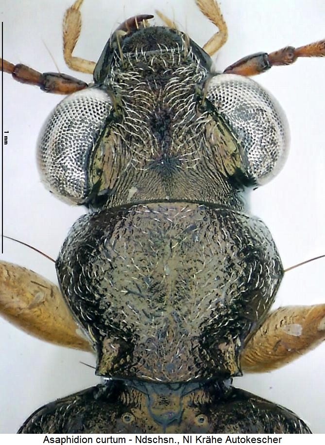 asaphidion_curtum_vk.jpg