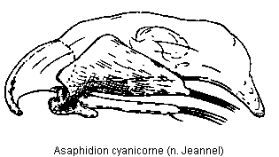 asaphidion_cyanicorne.gif