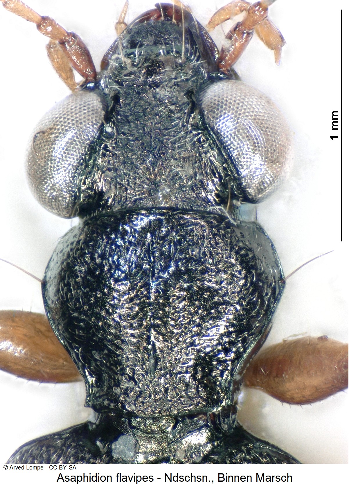 asaphidion_flavipes_ck1042_vk.jpg