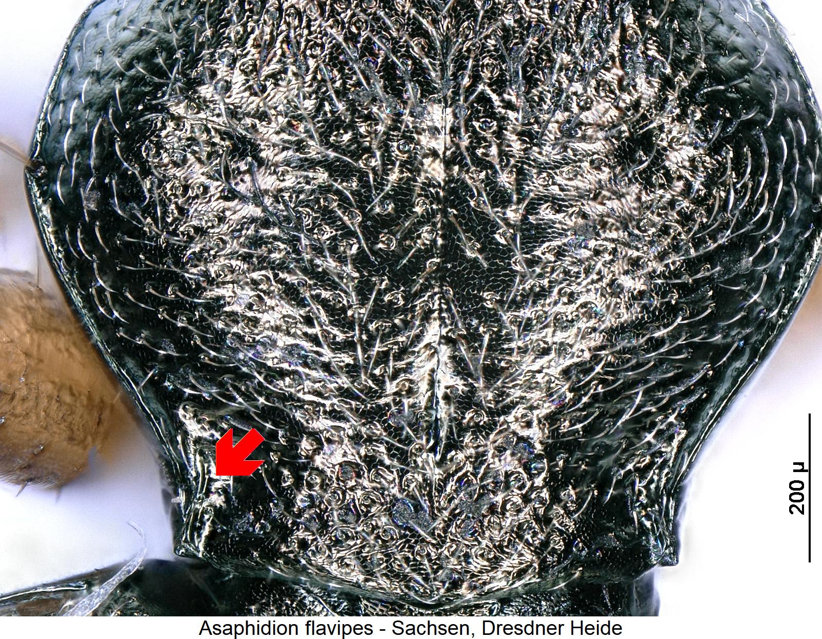 asaphidion_flavipes_hsch.jpg