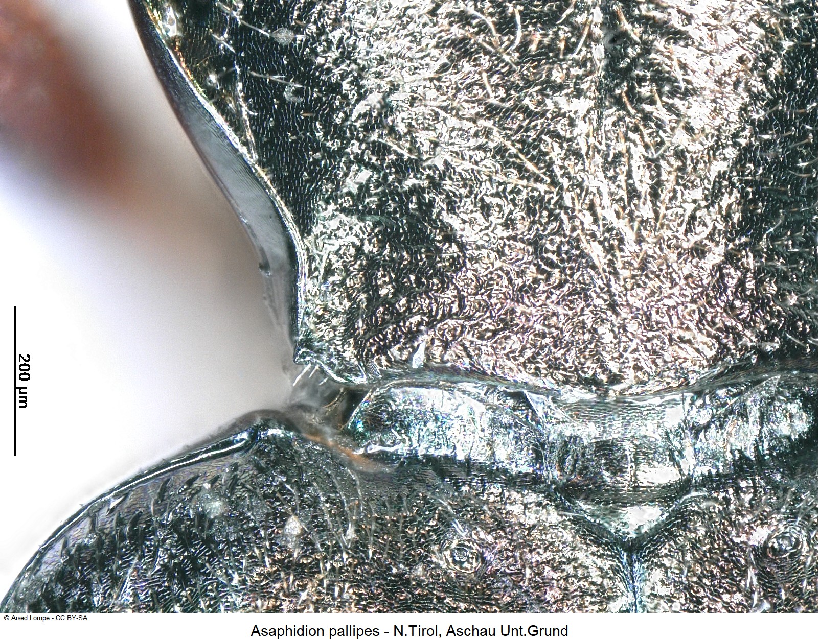 asaphidion_pallipes_ck1037_hsch.jpg
