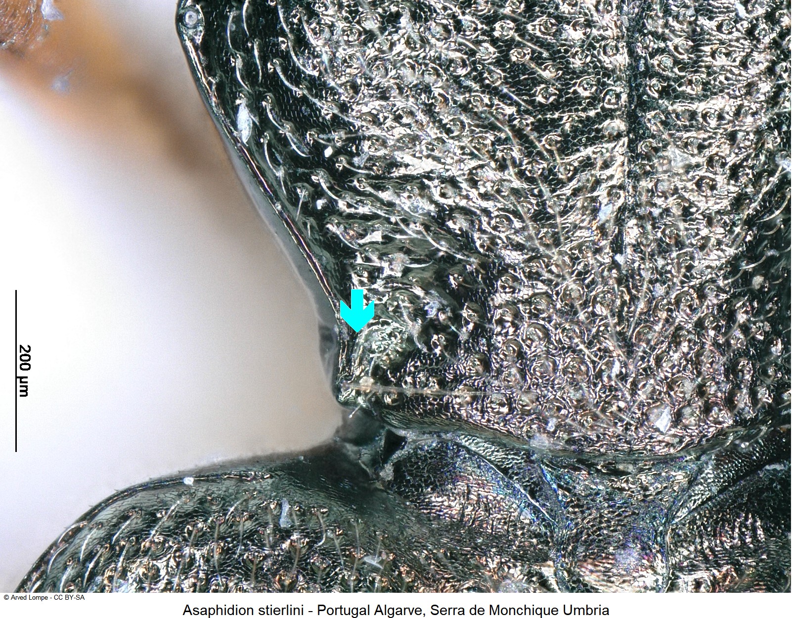 asaphidion_stierlini_ck18611_hsch.jpg
