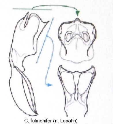 asionus_fulmenifer_aed.jpg