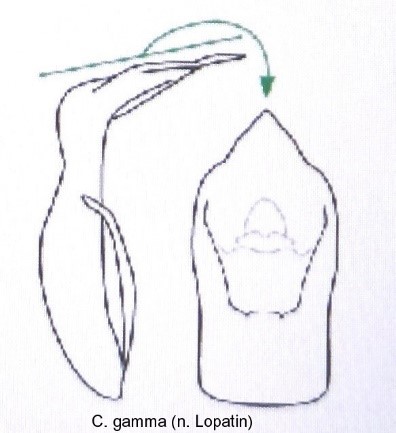 asionus_gamma_aed.jpg