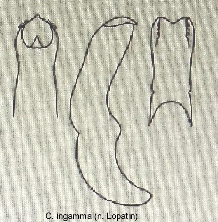 asionus_ingamma_aed.jpg