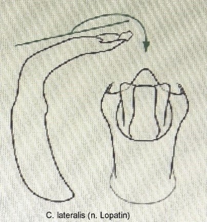 asionus_lateralis_aed.jpg