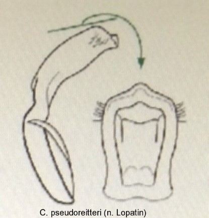 asionus_pseudoreitteri_aed.jpg