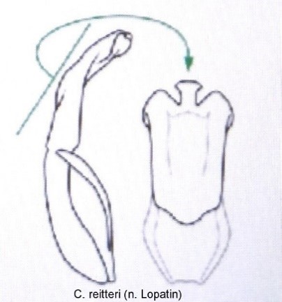asionus_reitteri_aed.jpg